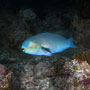 Roundhead parrotfish