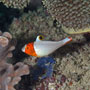 Bicolour parrotfish, Juv.