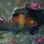 Bicolour parrotfish, Initial phase