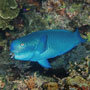 Steephead parrotfish