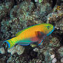 Steephead parrotfish, Initial phase