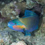 Daisy parrotfish