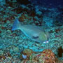 Bumphead parrotfish