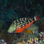 Stoplight parrotfish, initial phase