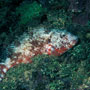 Stoplight parrotfish, night colours