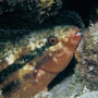 Striped parrotfish, night colours