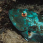 Redtail parrotfish, night colours