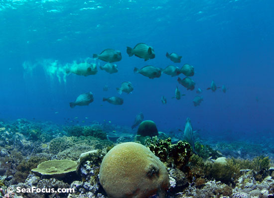 french angelfish in Grenada