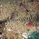 Ringed pipefish