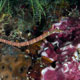 Orange-spotted pipefish