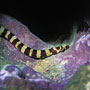 Harlequin pipefish