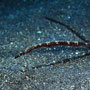 Slender pipefish