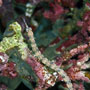 Messmate pipefish