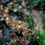 Winged pipefish