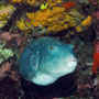 Blue-spotted puffer