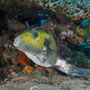 Blue-spotted puffer variation