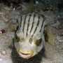 Striped puffer