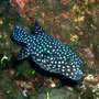 Guineafowl puffer