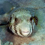 Blackspotted puffer