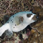 Blackspotted puffer