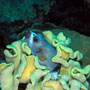 Blackspotted puffer variatiom