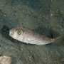 Shortfin puffer