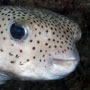 Porcupinefish