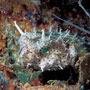 Bridled burrfish