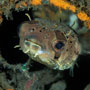 Balloonfish