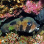 Black-blotched porcupinefish