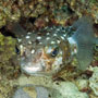 Yellowspotted burrfish