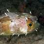 Balloonfish