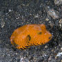 Star puffer - young juvenile