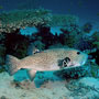 Star puffer - adult