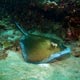 Southern stingray – Carriacou