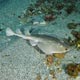 Giant electric ray - Socorro