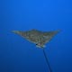 Eagle ray – Belize