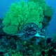 Black-blotched stingray – Indonesia