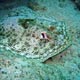 Yellow stingray – Cozumel