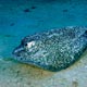 Thorny stingray – Indonesia