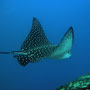 Eagle ray – Galápagos