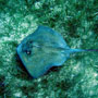 Southern stingray – Belize