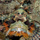Tassled scorpionfish, Indonesia