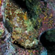 Stone scorpionfish, Galápagos
