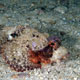 Poss's scorpionfish,Oman