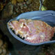 Papuan scorpionfish, Philippines
