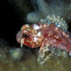 Barchin scorpionfish, Malaysia