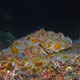 Stone scorpionfish, Mexico