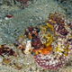 Raggy scorpionfish, juv. Indonesia