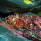 Rainbow scorpionfish, Socorro
